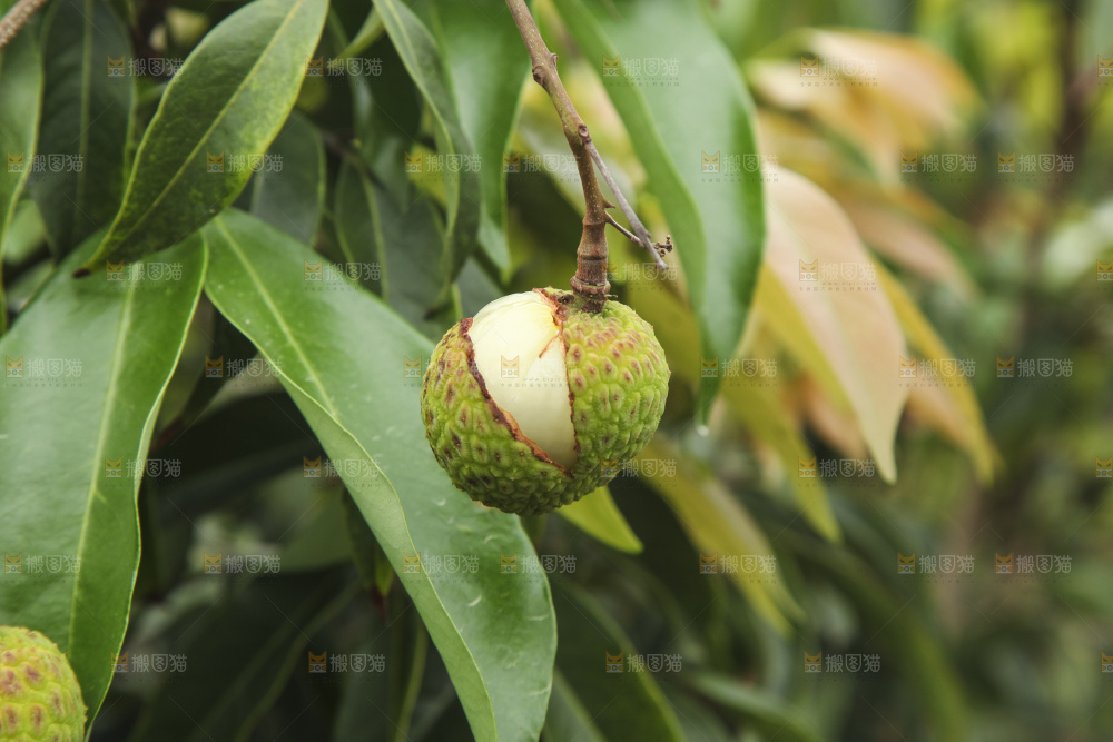 树上的荔枝