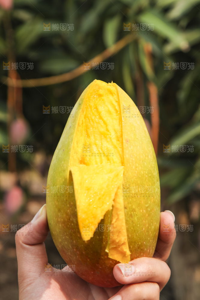 树上的新鲜芒果