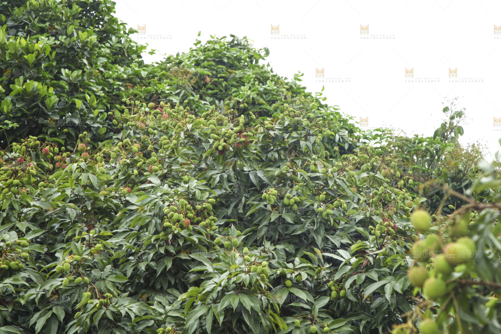 树上的荔枝