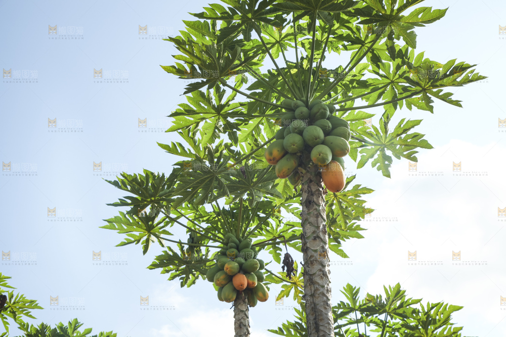 树上的木瓜