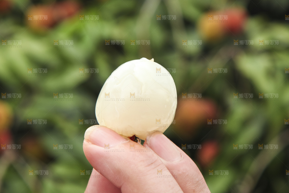 树上的荔枝