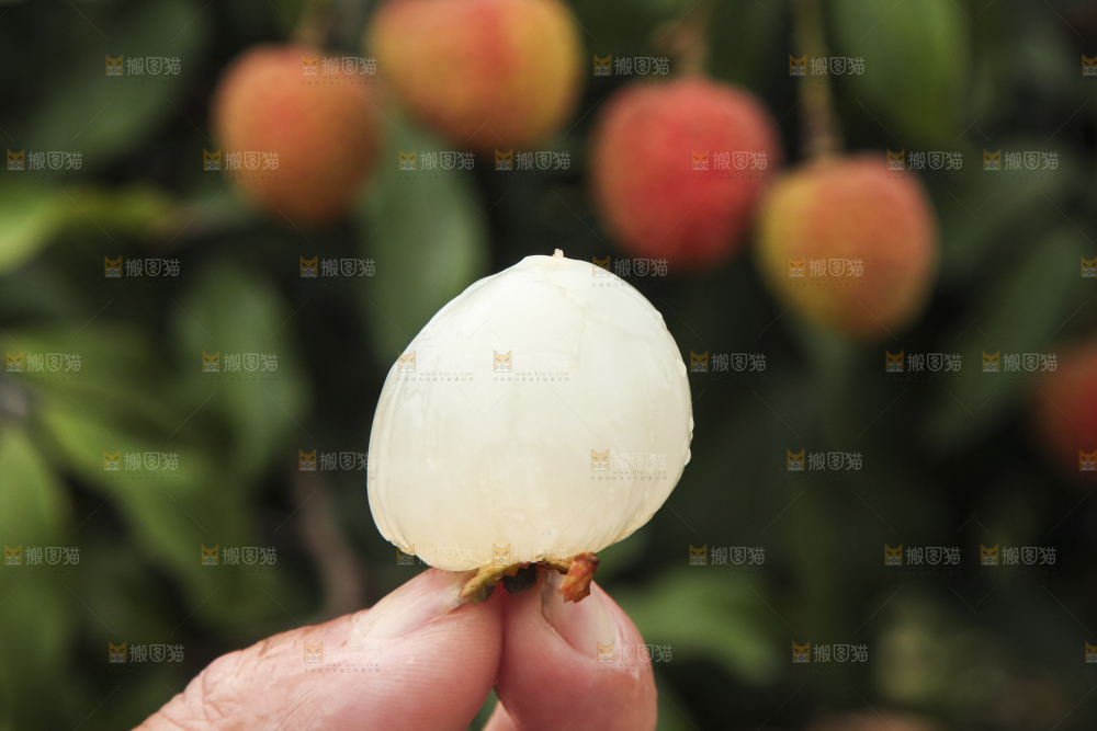 树上的荔枝