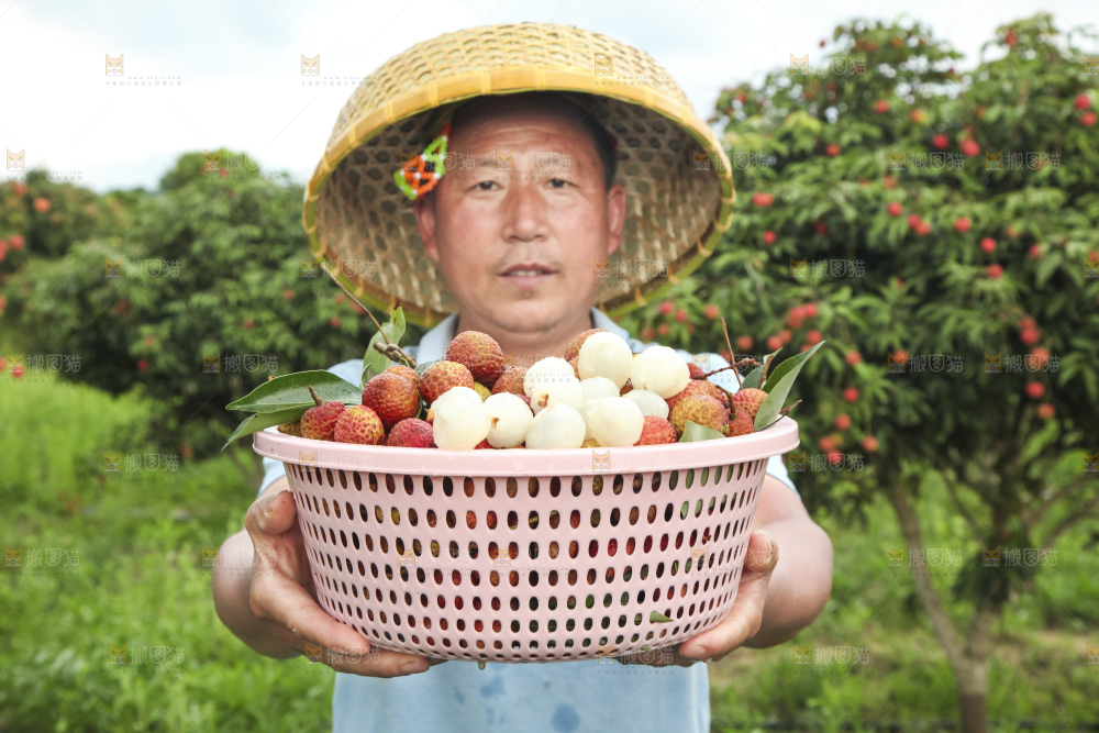 树上的荔枝