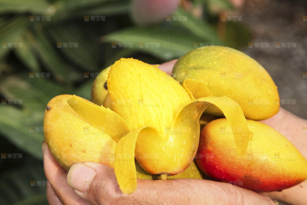 树上的新鲜芒果