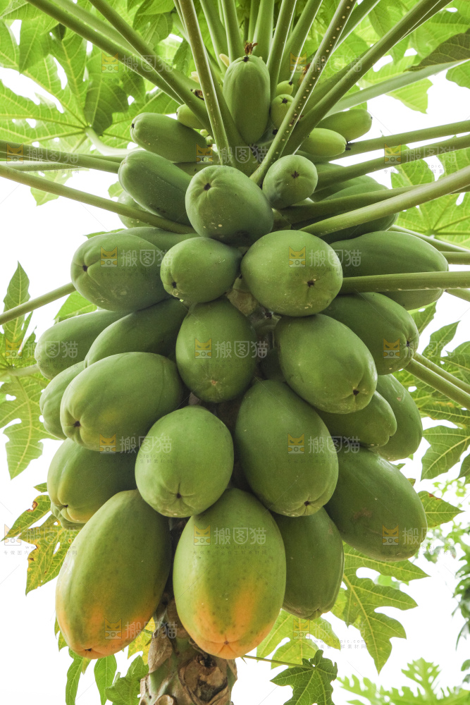 树上的木瓜