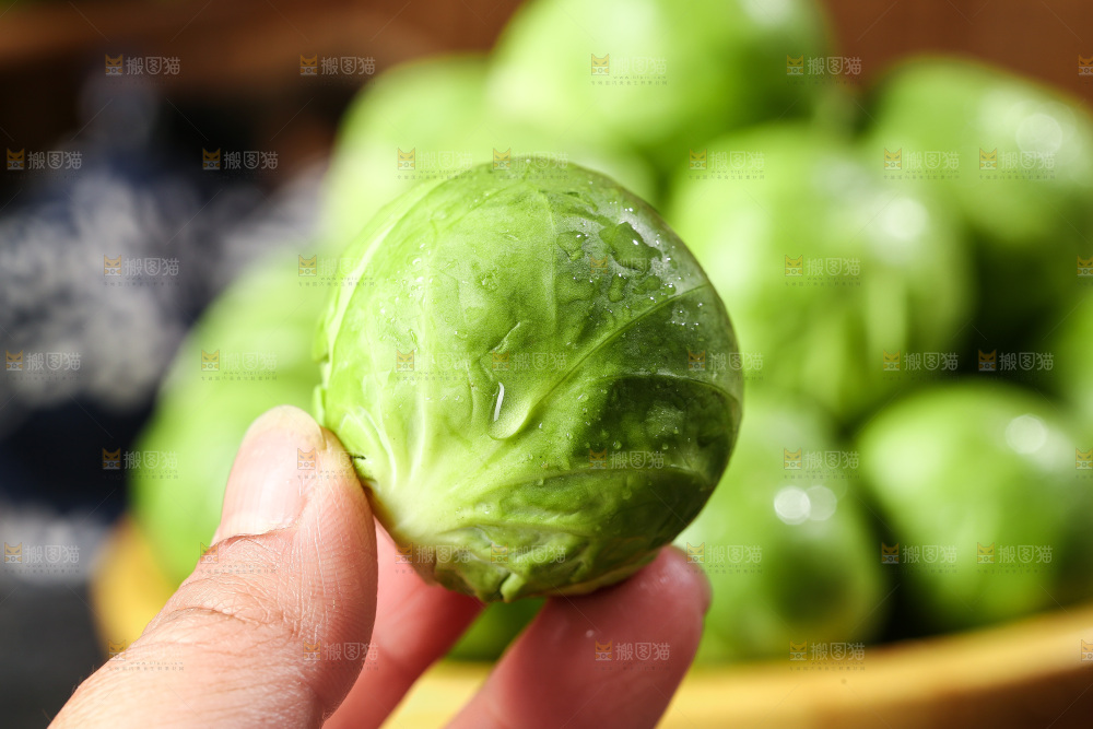 深底上的孢子甘蓝