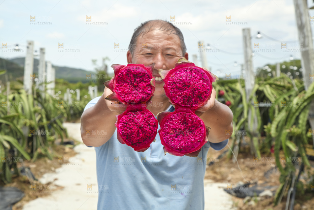 火龙果产地