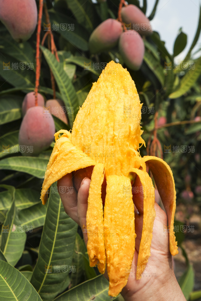 树上的新鲜芒果