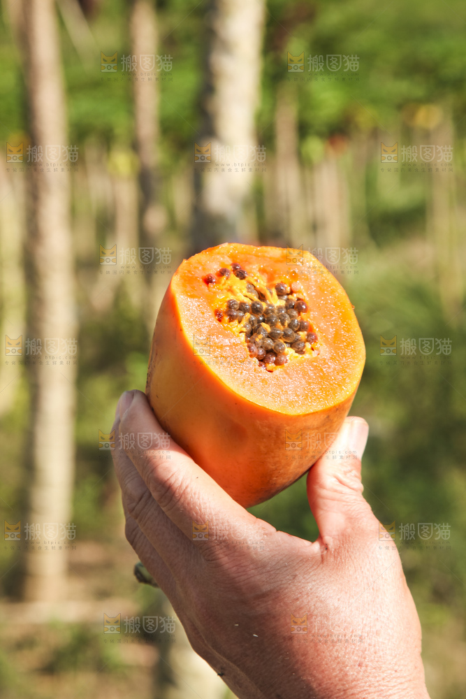 树上的木瓜