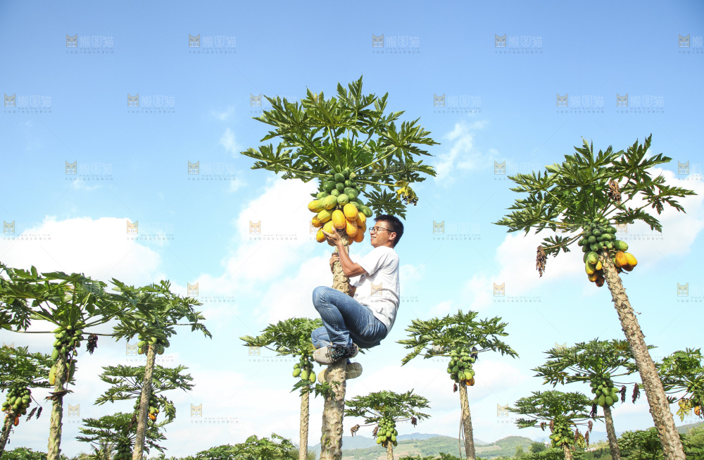 树上的木瓜