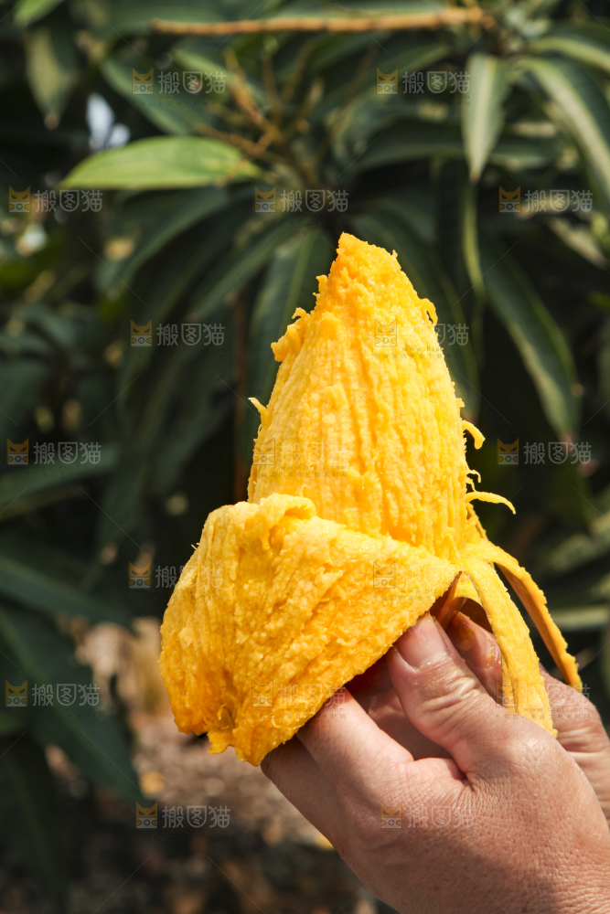 树上的新鲜芒果