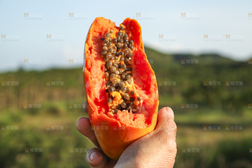 树上的木瓜