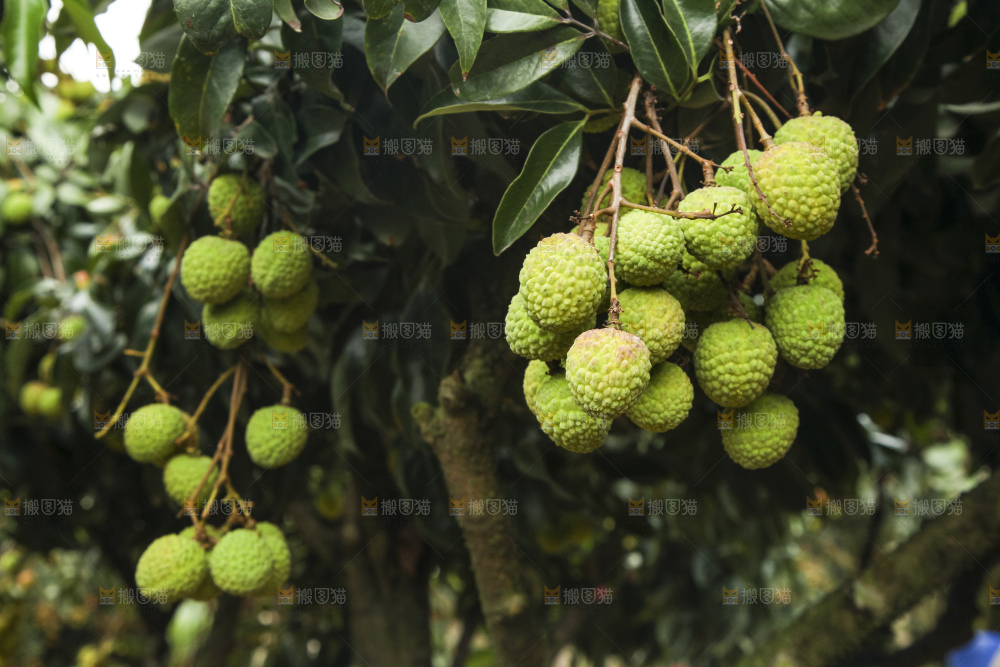树上的荔枝