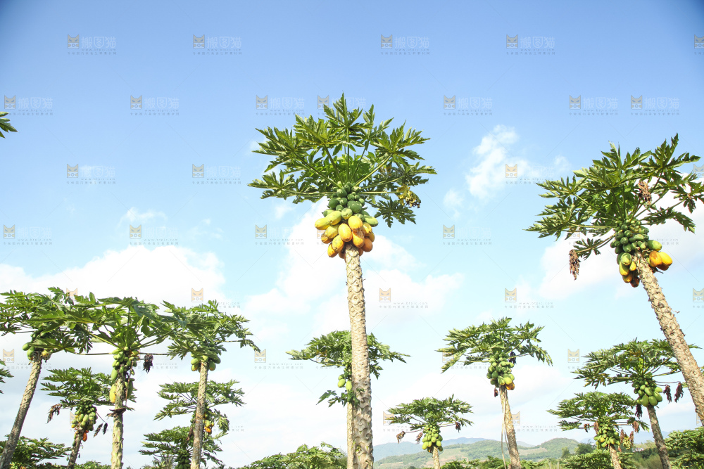树上的木瓜