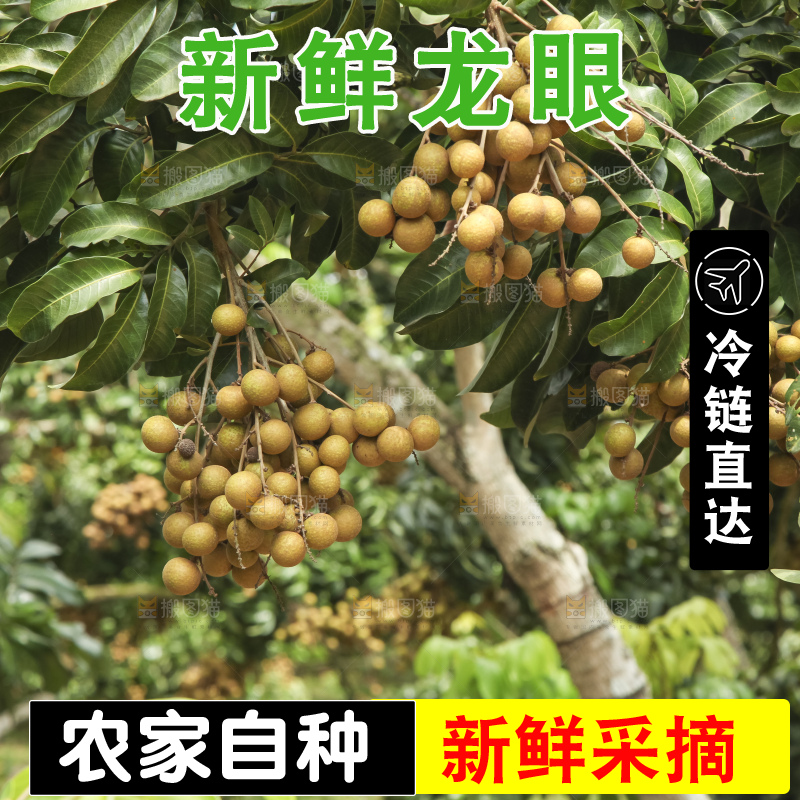 树上的新鲜龙眼