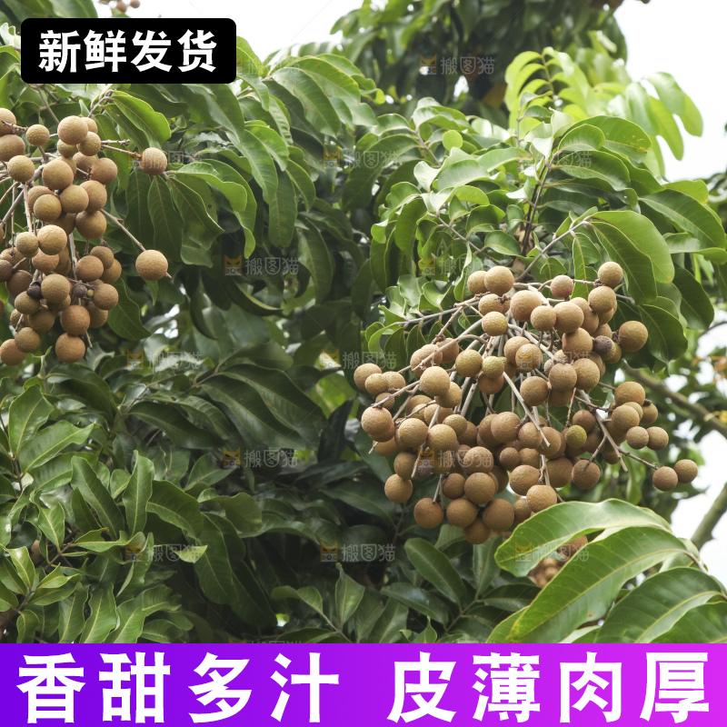 树上的新鲜龙眼