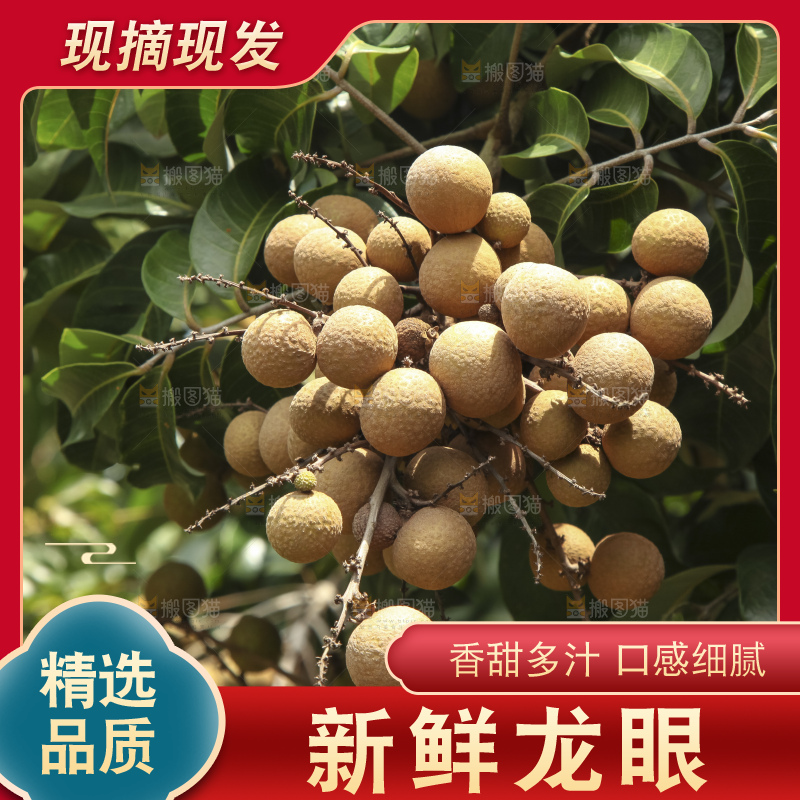 树上的新鲜龙眼