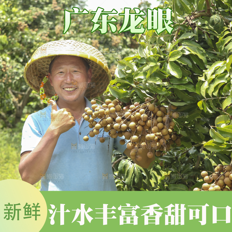 树上的新鲜龙眼