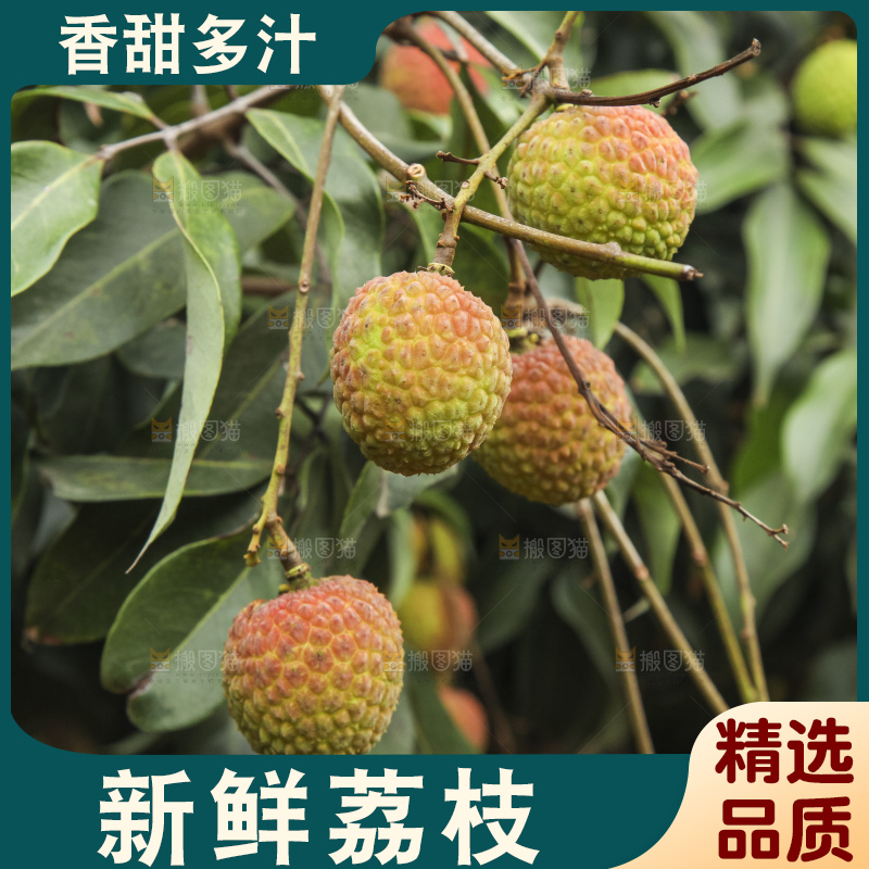 树上的荔枝