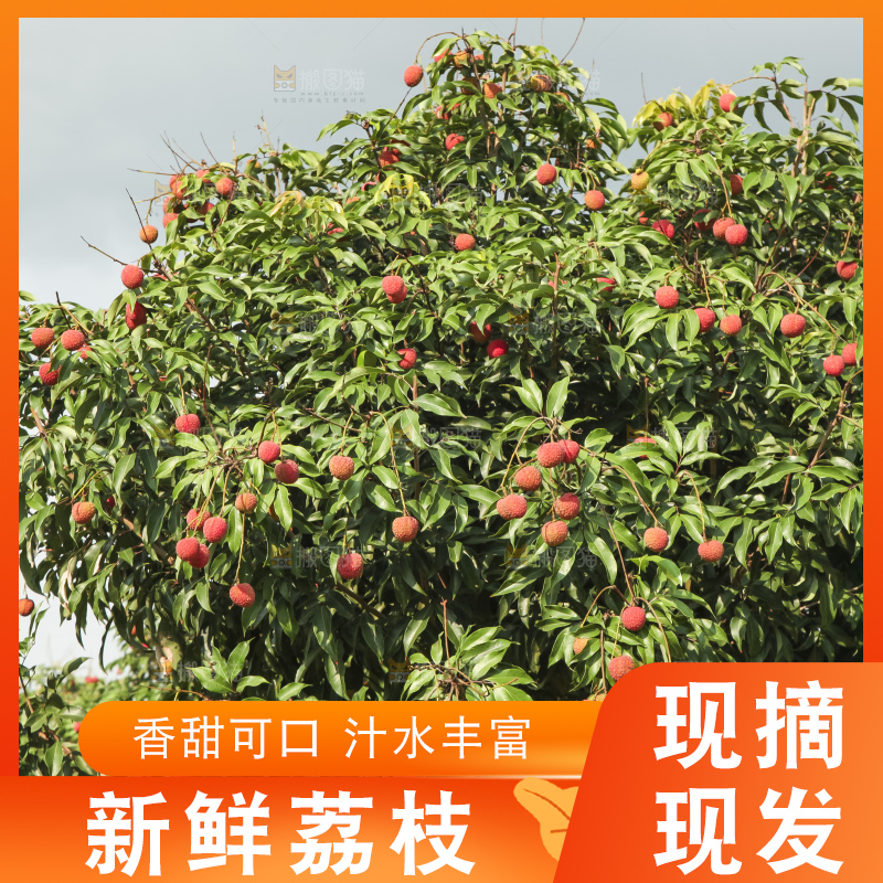 树上的荔枝