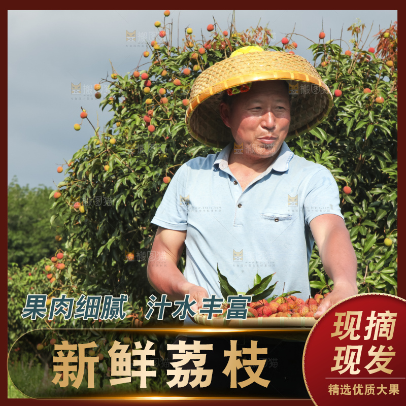 树上的荔枝