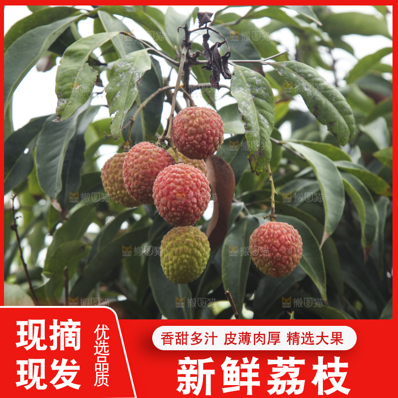 树上的荔枝