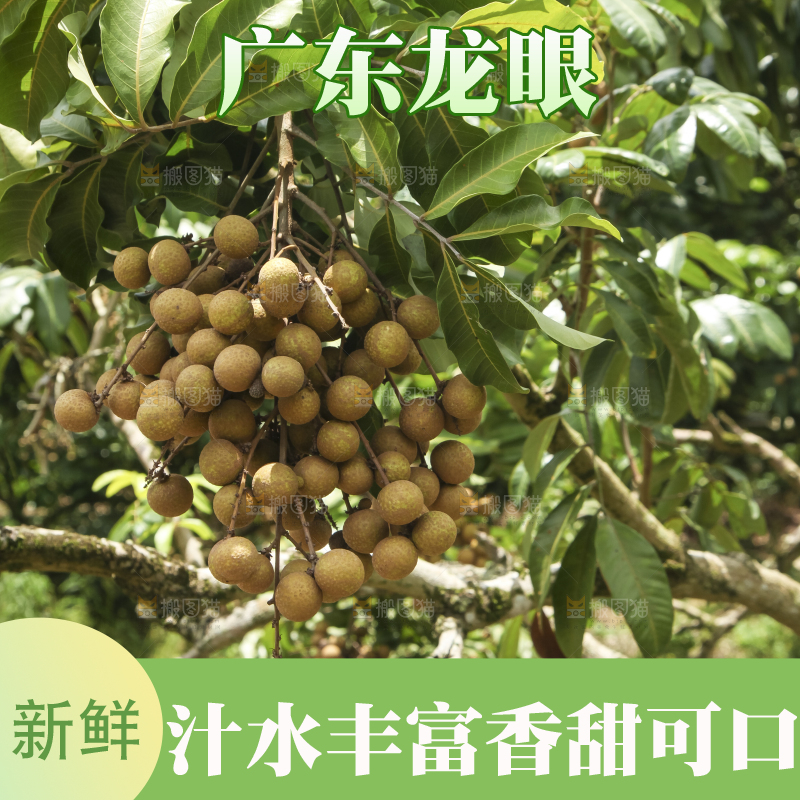 树上的新鲜龙眼