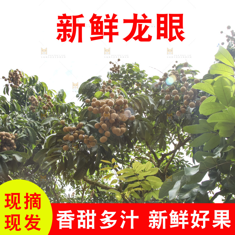树上的新鲜龙眼