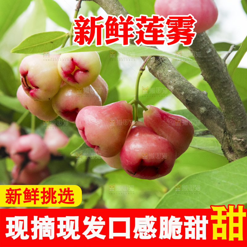 树上的新鲜莲雾