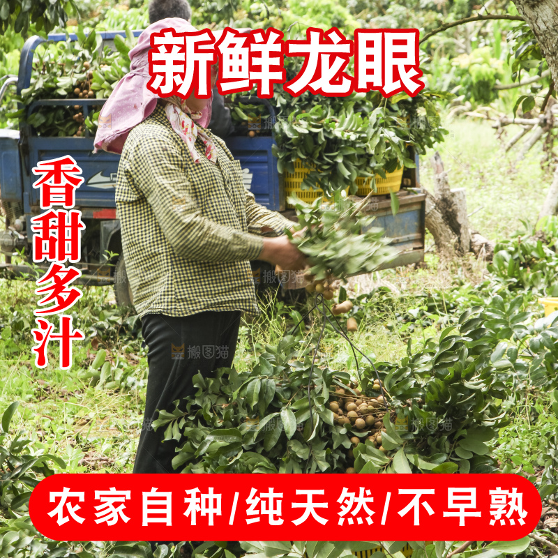 树上的新鲜龙眼