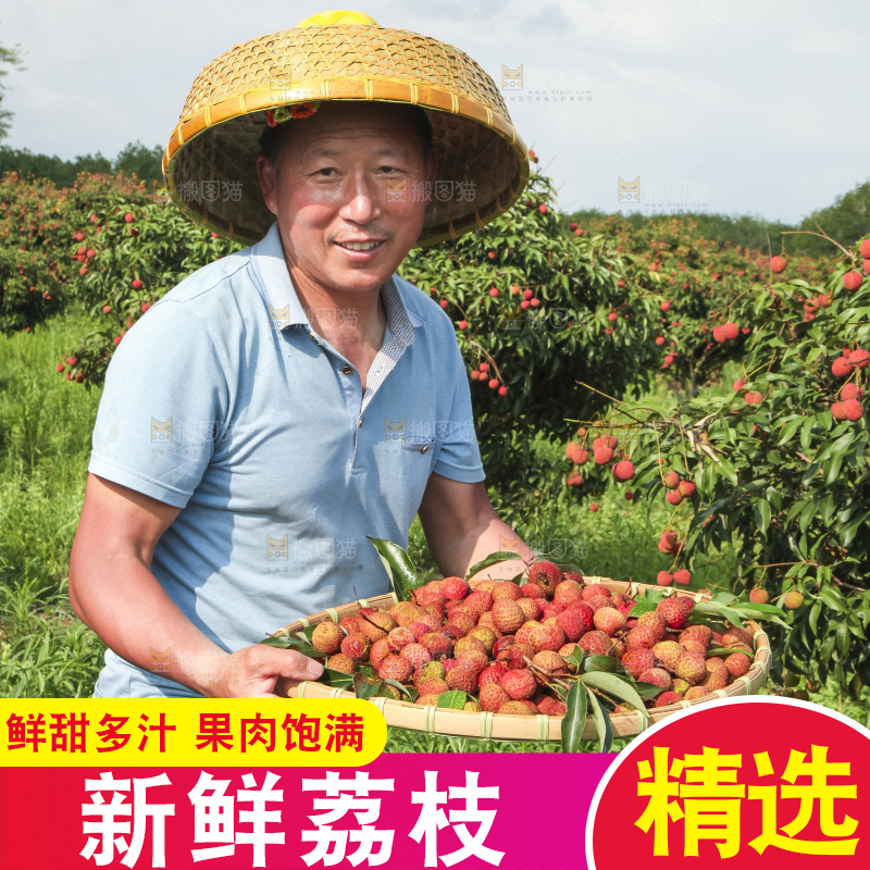 树上的荔枝