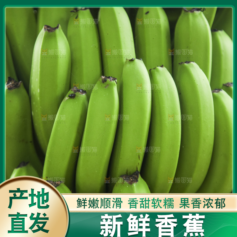 树上的新鲜香蕉