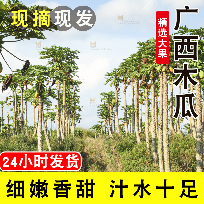树上的木瓜