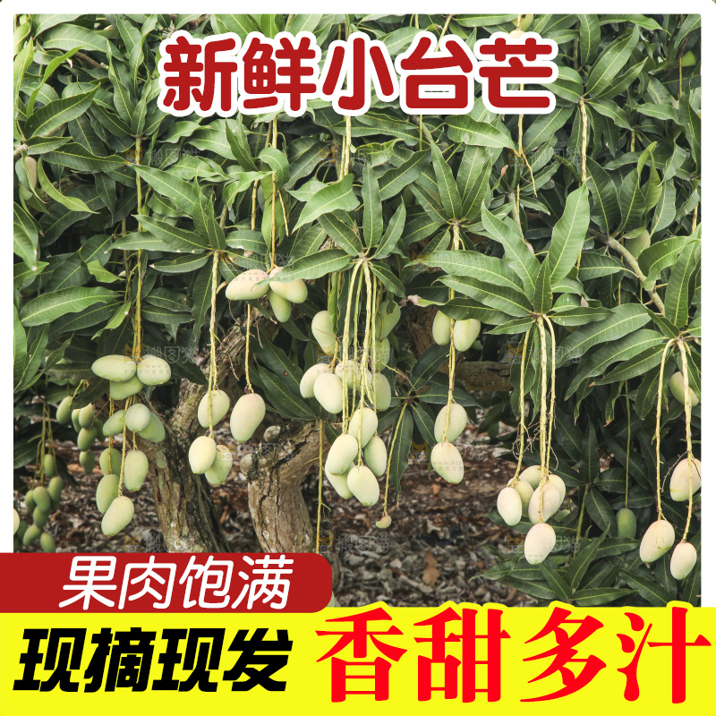树上的小台芒