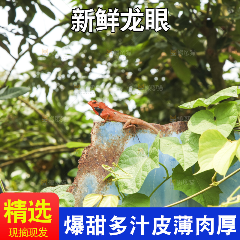 树上的新鲜龙眼
