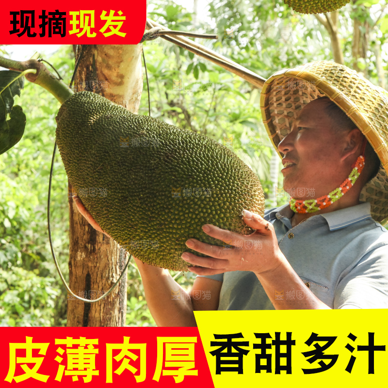 树上的新鲜菠萝蜜