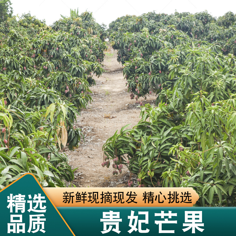 树上的新鲜芒果