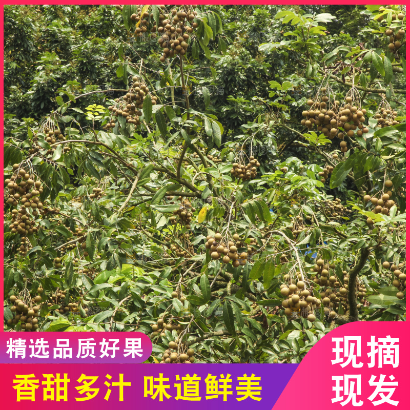 树上的新鲜龙眼