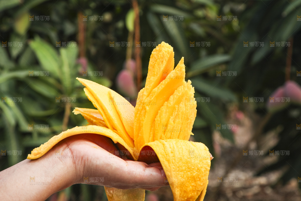 手里拿着金煌芒
