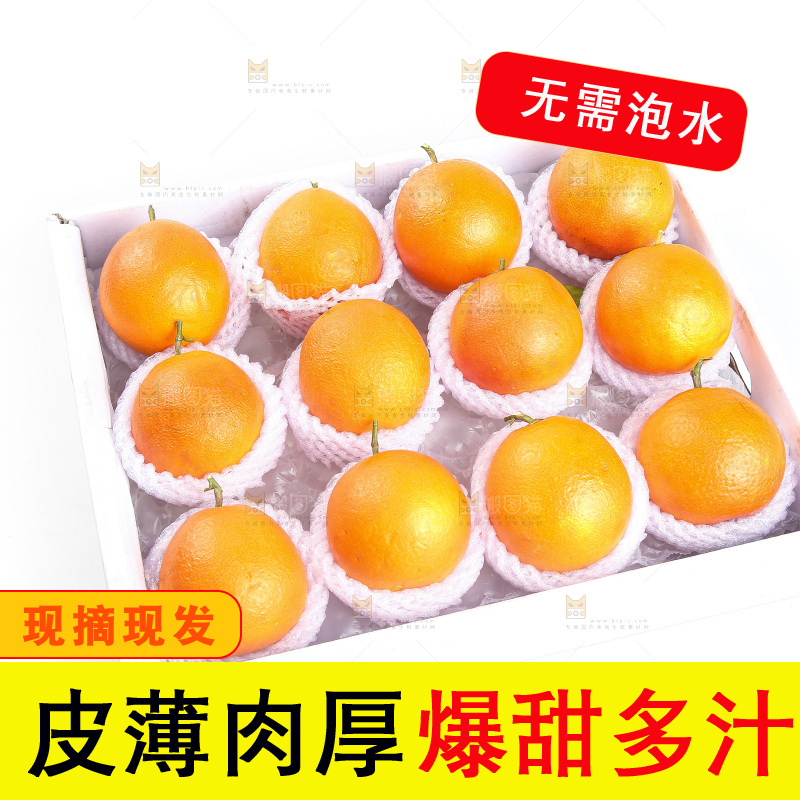 白底上的玫瑰血橙