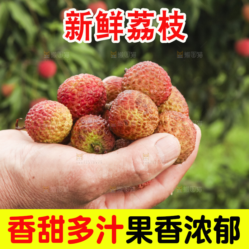 树上的荔枝