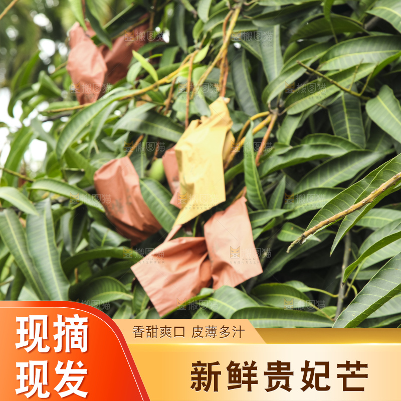 树上的新鲜芒果