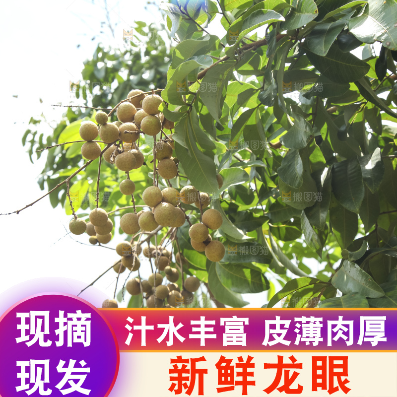 树上的新鲜龙眼
