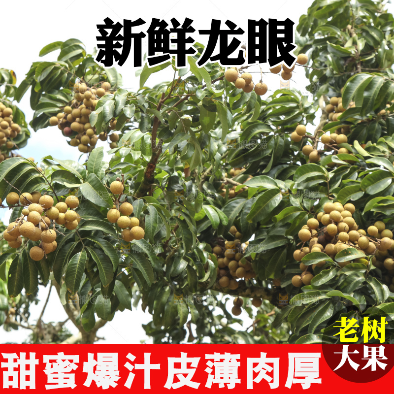 树上的新鲜龙眼