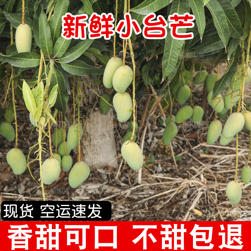 树上的小台芒