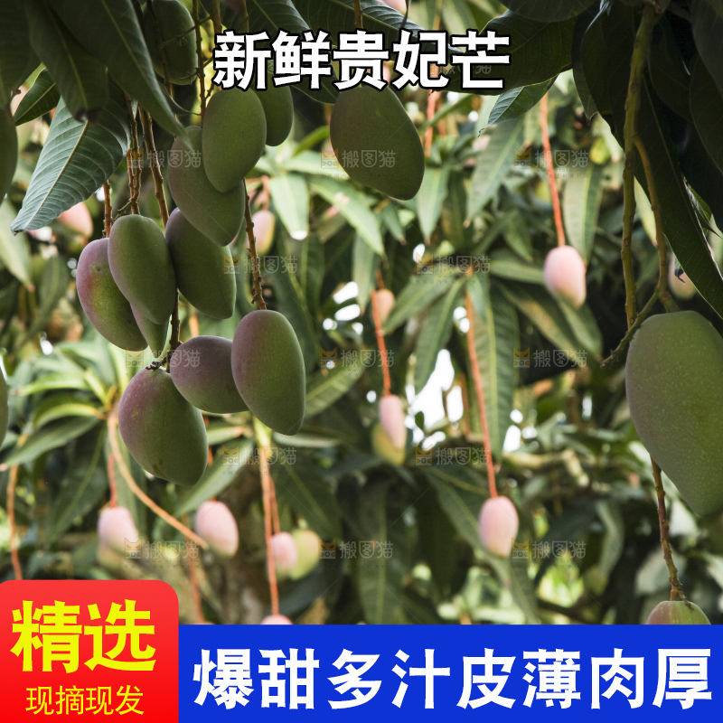 树上的新鲜芒果