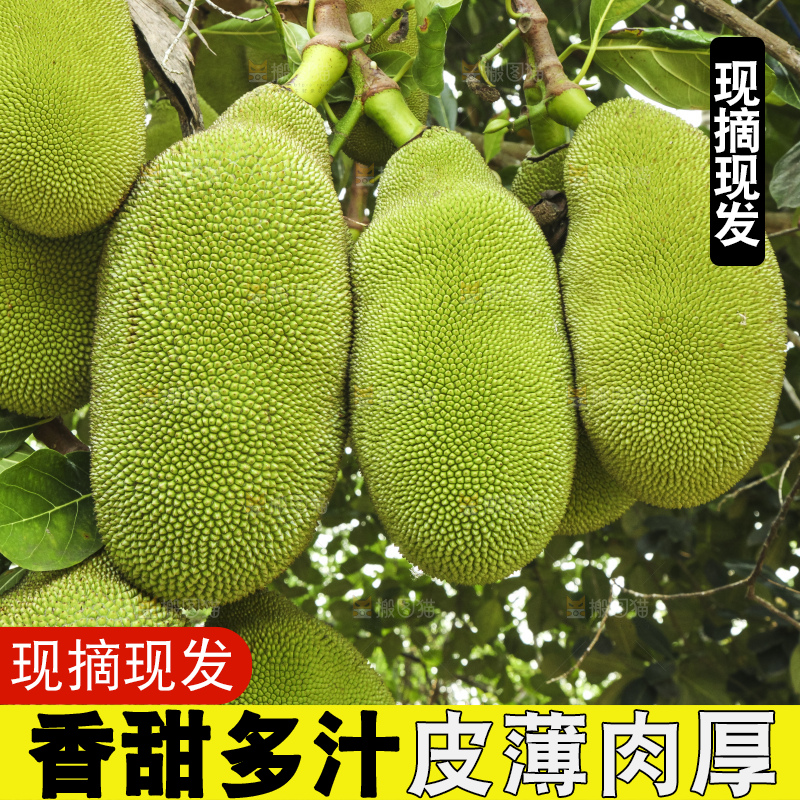 树上的新鲜菠萝蜜