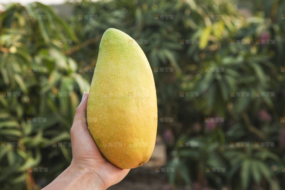 手里拿着金煌芒