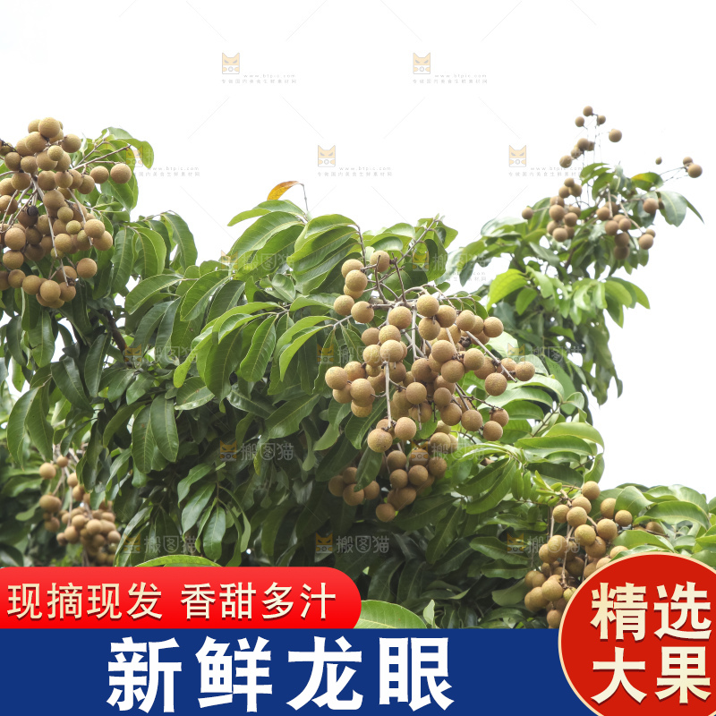 树上的新鲜龙眼