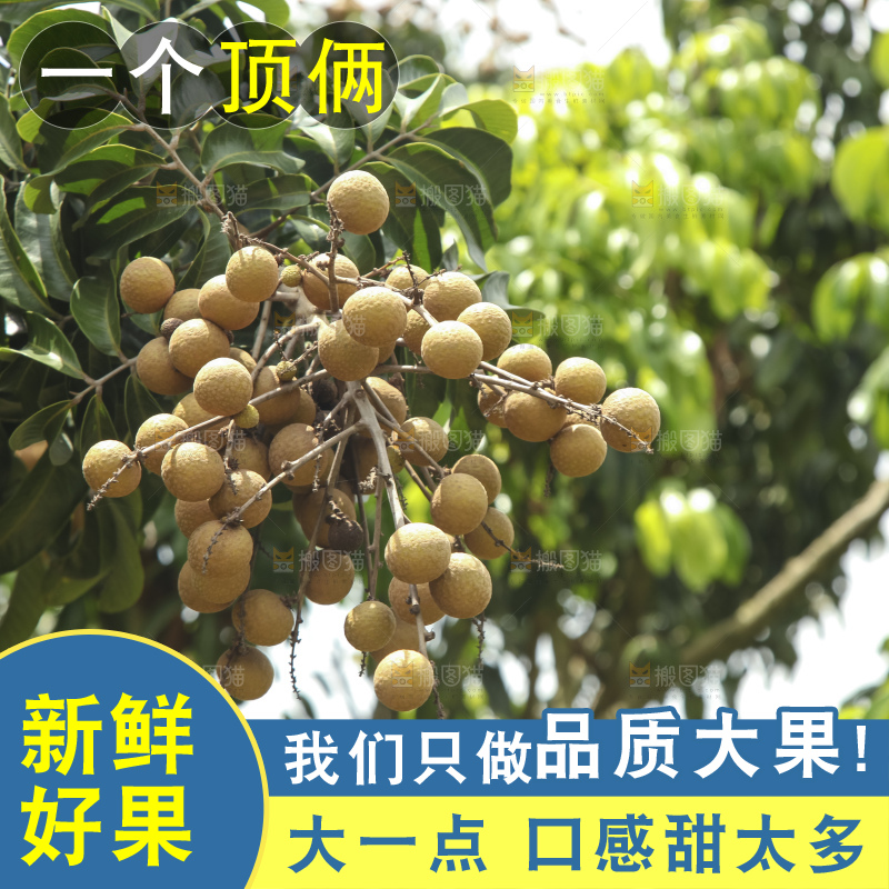 树上的新鲜龙眼